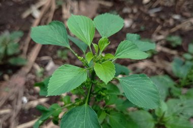 Taze yeşil ıspanak yaprağı fotoğrafı..