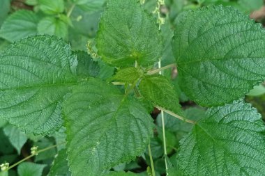 Laportea aestuanların hala açık yeşil olan yapraklarının fotoğrafı..