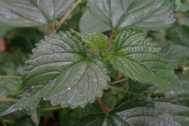 Cildinizi kaşındıran bitkilerin fotoğrafları.