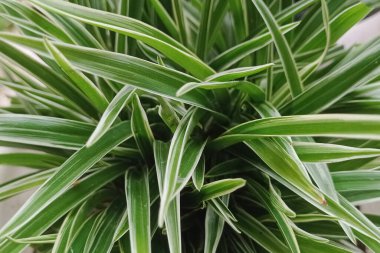 Photo of fresh paris lily plants in the morning.