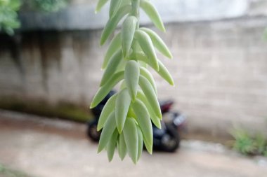 Fresh green Sedum Morganianum plant photo.