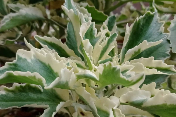 Foto Van Prachtige Calathea Plant Bladeren Wit Groen — Stockfoto