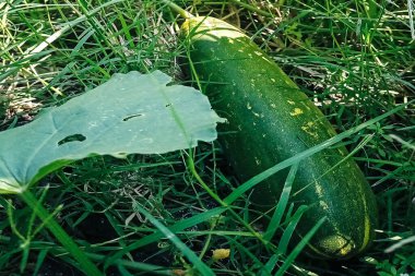 Taze bahçe salatalıklarının fotoğrafı..