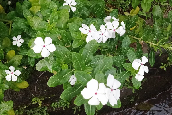 Zdjęcie Bardzo Pięknego Białego Kwiatu Persymony — Zdjęcie stockowe
