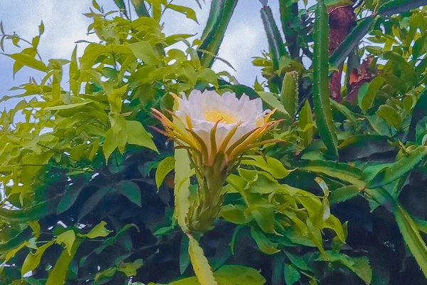 白花を咲かせたドラゴンフルーツの花の写真 — ストック写真