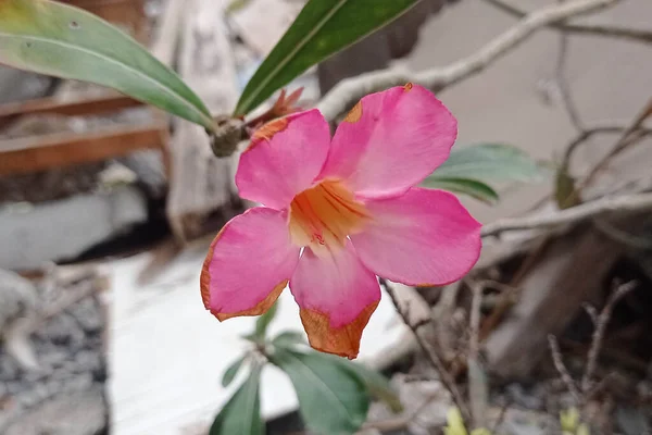 Une Très Belle Photo Fleur Frangipani Rose — Photo