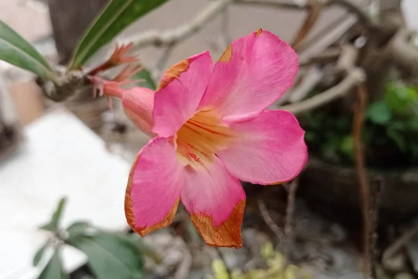 Bela Flor Frangipani Rosa Foto — Fotografia de Stock