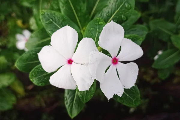 Zdjęcie Pięknego Białego Kwiatu Tapakdara — Zdjęcie stockowe