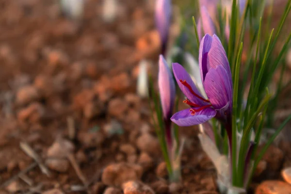 Tarlada safran çiçeği