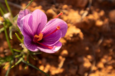 Tarlada safran çiçeği