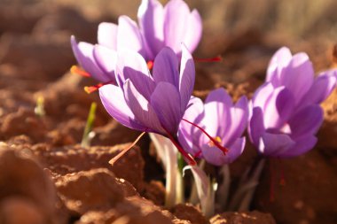 Tarlada safran çiçeği