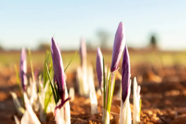 Tarlada safran çiçeği