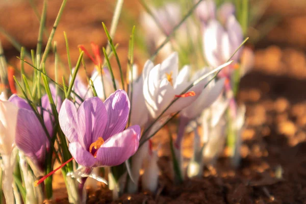 Tarlada safran çiçeği