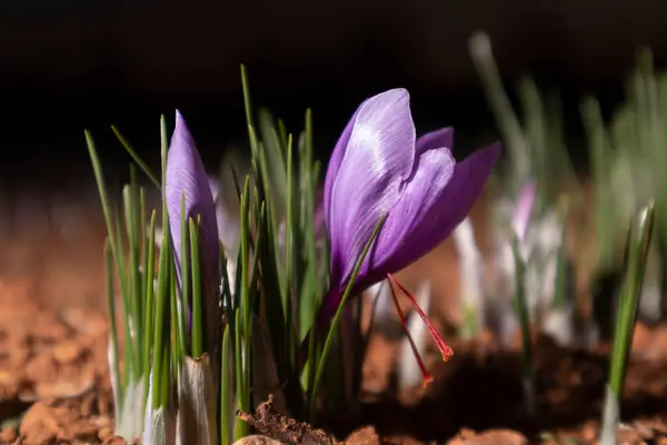 Tarlada safran çiçeği