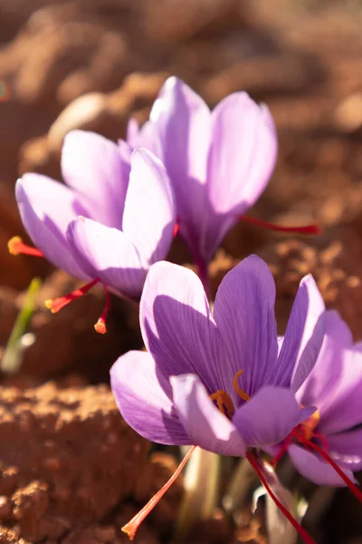 Šafránový Květ Poli Stock Snímky
