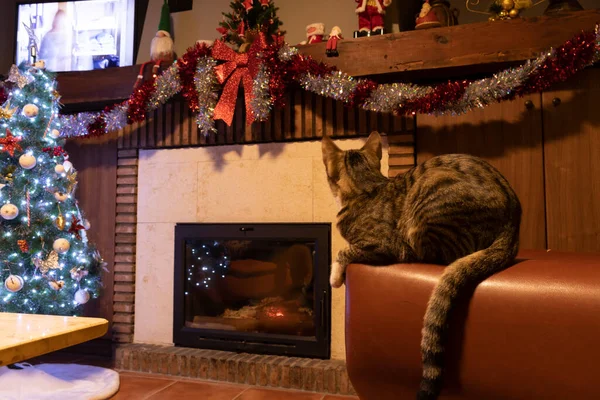 Gato Lado Lareira Com Decoração Natal — Fotografia de Stock