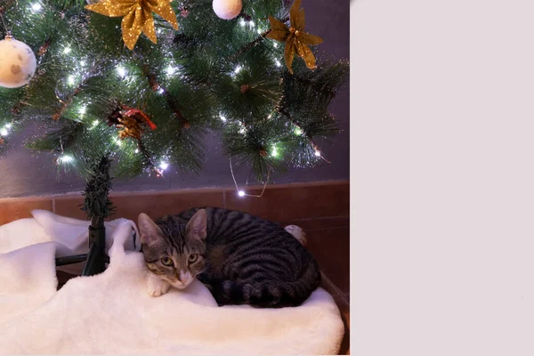 Kedi Noel ağacının altında uyuyor.