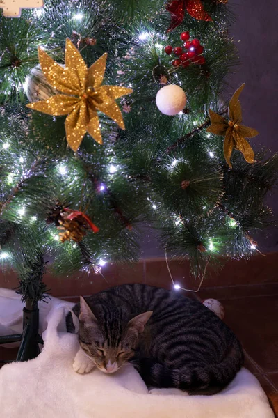 Kedi Noel ağacının altında uyuyor.