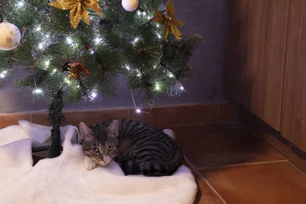 Kedi Noel ağacının altında uyuyor.