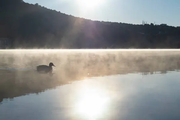 Göl manzaralı ördek kışın sisli.
