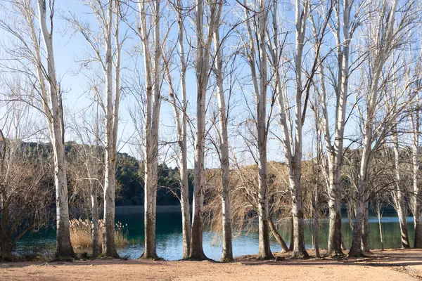 Yeşil tonlarda gölün arka planında yapraksız beyaz ağaç kabukları var.