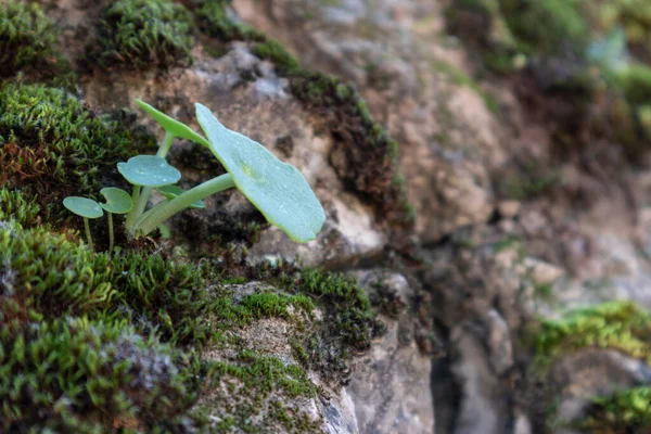 阴凉潮湿地区石上的绿色苔藓 — 图库照片