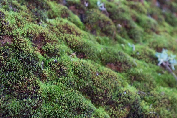 Gölgeli Nemli Bölgelerde Taşların Üzerinde Yeşil Yosun — Stok fotoğraf