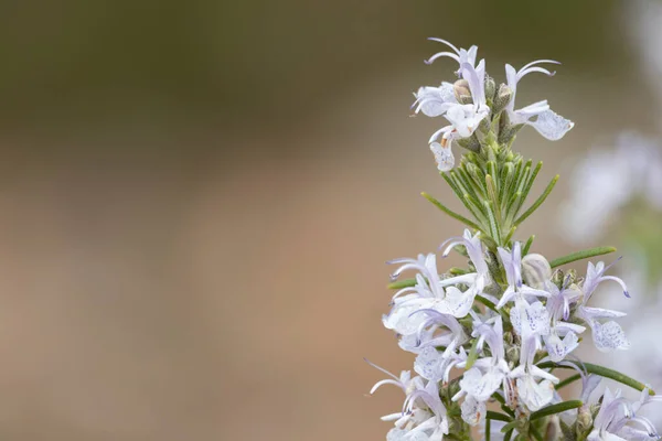 Çiçekler ve yeşil arkaplan tarlasında biberiye dalı