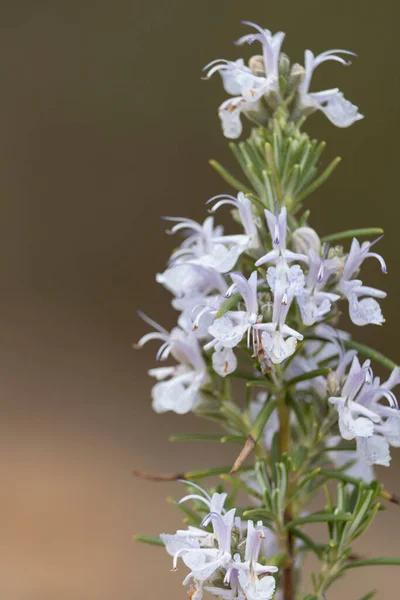 Stock image rosemary branch in field with flowers and green backgrounds