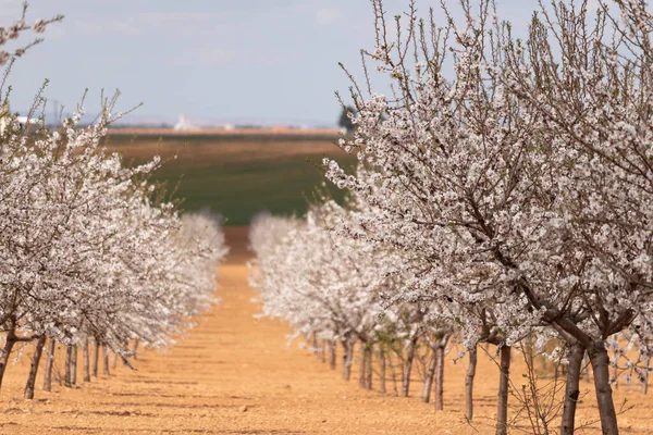 fields of almond trees crops in rows full with white blossom