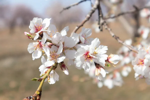 白い花のクローズアップアーモンドの木の枝 — ストック写真