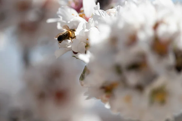 Beyaz badem çiçekli, polen torbalı arı.