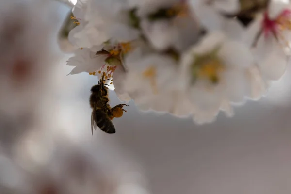Včela Bílém Mandlovém Květu Pylovými Sáčky — Stock fotografie