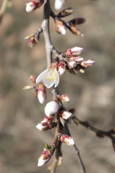 Beyaz Çiçekli Badem Ağacı Dalı — Stok fotoğraf