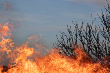 Ateş; görünür dallarla yaklaş;