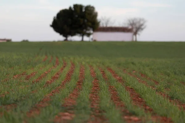 Arka planda beyaz evin olduğu sıraları dikmek.