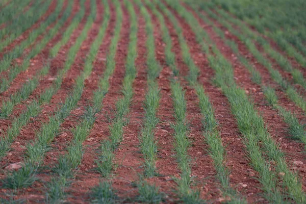 İlkbaharda açık havada yeşil renklerle sıralanmış küçük ekinler.