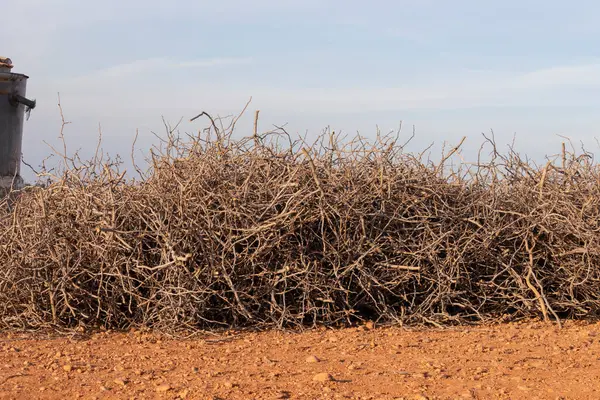 Tarladaki temizlikten sonra kuru dallar yığını