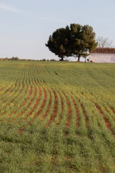 Arka planda beyaz evin olduğu sıraları dikmek.