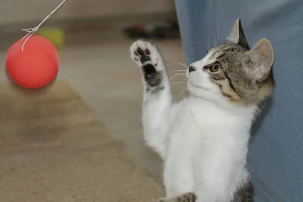 Kedi Kırmızı Topla Oynuyor Meraklı Yüzlü — Stok fotoğraf