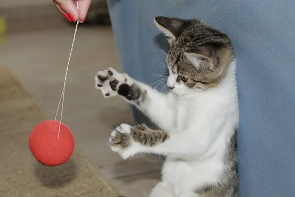 Kedi kırmızı topla oynuyor meraklı yüzlü