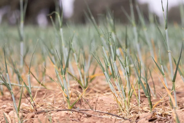 Yetersiz buğday ekilen tarlalar yağmur ve kuraklık nedeniyle önemli kayıplarla doludur.