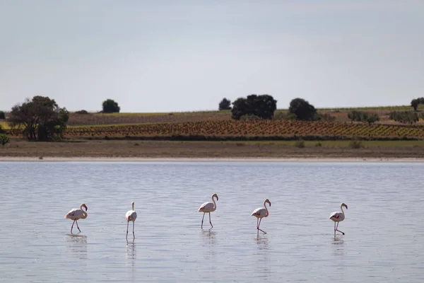 Doğal parktaki suda bir grup flamingo.