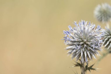 Odaklanamayan sarı arka planda çiçekli echinops ritro 
