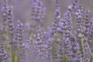 Çiçek açmış çok güzel lavanta tarlaları. Yakın çekim.