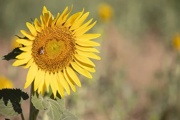 Çiçek açan ayçiçeği, üzerinde arı resmi olan yakın plan.