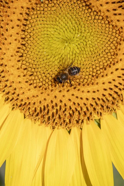 Blühende Sonnenblume Nahaufnahme Mit Biene Drauf — Stockfoto
