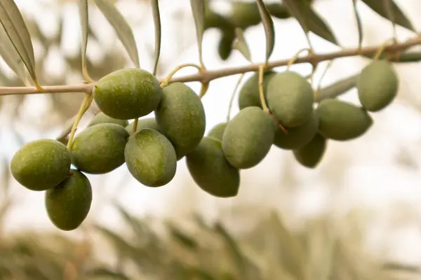  Zeytin yağı yetiştirmek için zeytin dalı uzatıyorum.