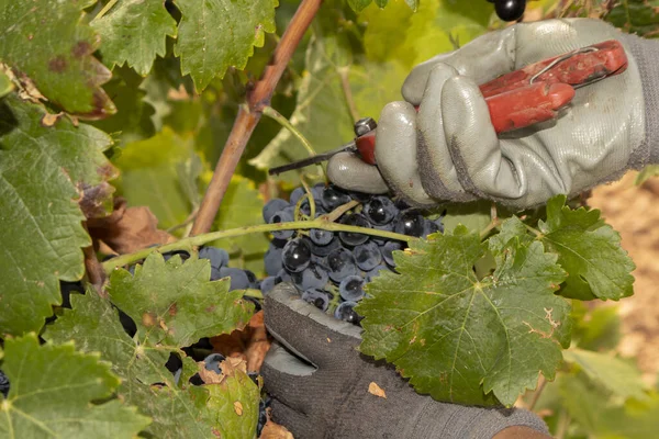 Harvesting Low Vines Hand Scissors — Stock Photo, Image