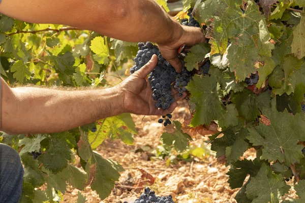  Düşük sarmaşıkları eliyle makasla biçiyor.